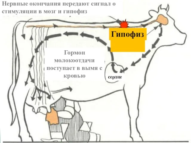 Нервные окончания передают сигнал о стимуляции в мозг и гипофиз Гормон