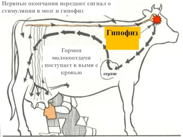 Нервные окончания передают сигнал о стимуляции в мозг и гипофиз Гормон