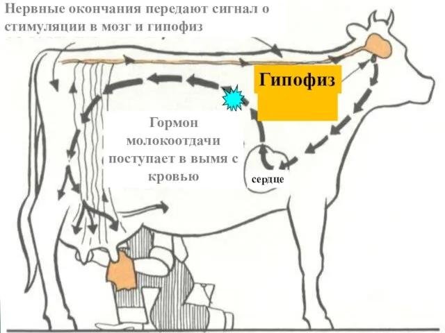 Нервные окончания передают сигнал о стимуляции в мозг и гипофиз Гормон