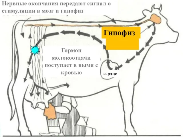 Нервные окончания передают сигнал о стимуляции в мозг и гипофиз Гормон