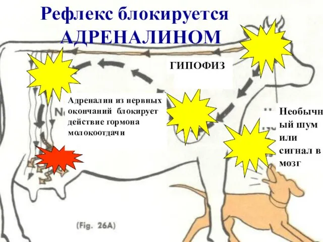 Adrenaline stops or slows milk letdown Рефлекс блокируется АДРЕНАЛИНОМ ГИПОФИЗ Необычный