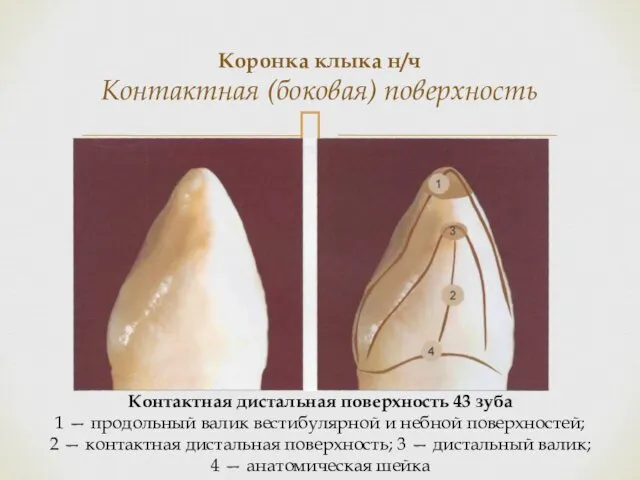 Коронка клыка н/ч Контактная (боковая) поверхность Контактная дистальная поверхность 43 зуба