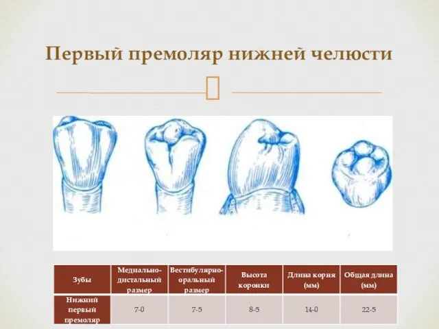 Первый премоляр нижней челюсти