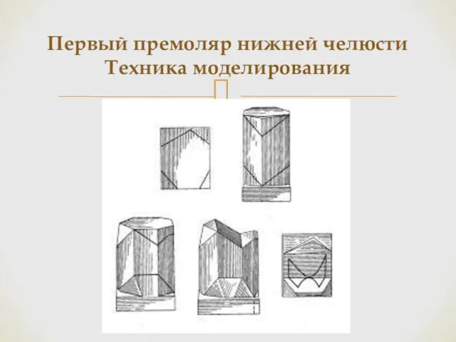 Первый премоляр нижней челюсти Техника моделирования