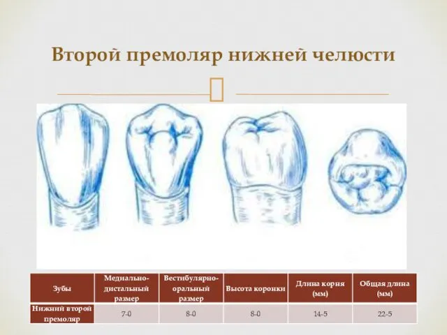 Второй премоляр нижней челюсти