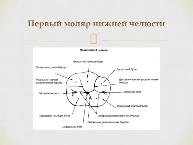 Первый моляр нижней челюсти