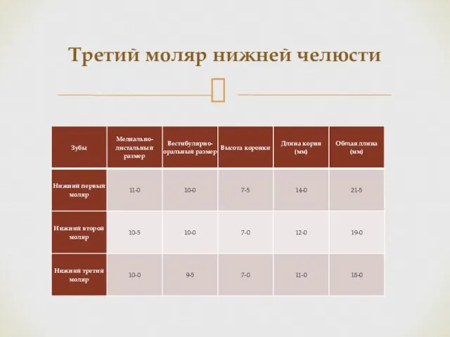 Третий моляр нижней челюсти