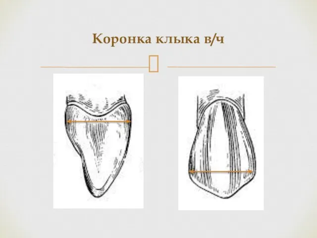 Коронка клыка в/ч