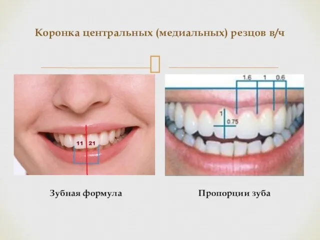Коронка центральных (медиальных) резцов в/ч Пропорции зуба Зубная формула