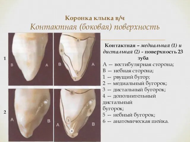 Коронка клыка в/ч Контактная (боковая) поверхность Контактная – медиальная (1) и