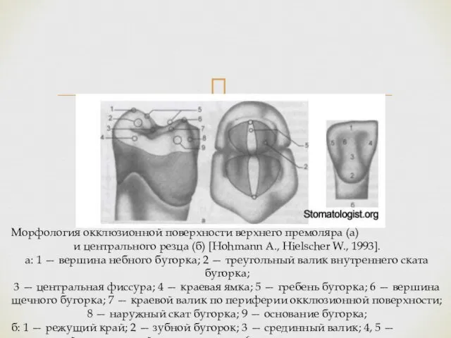 Морфология окклюзионной поверхности верхнего премоляра (а) и центрального резца (б) [Hohmann