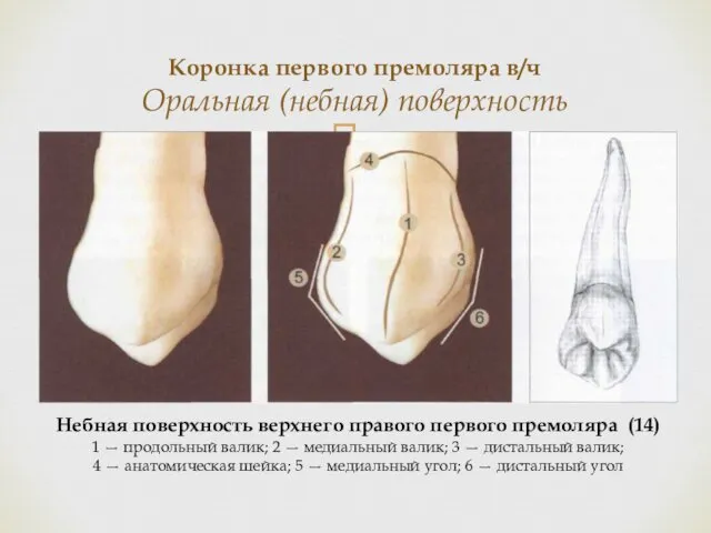 Коронка первого премоляра в/ч Оральная (небная) поверхность Небная поверхность верхнего правого