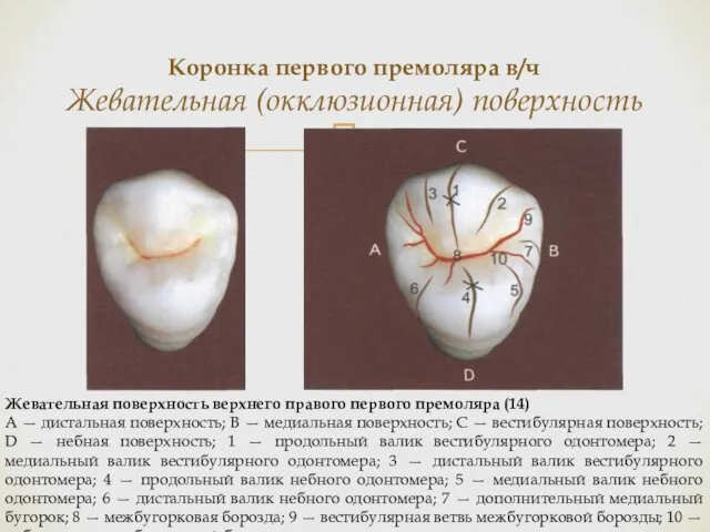 Коронка первого премоляра в/ч Жевательная (окклюзионная) поверхность Жевательная поверхность верхнего правого