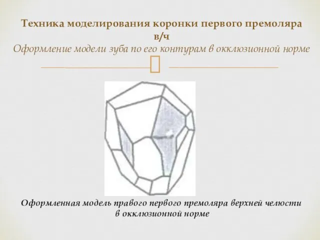 Техника моделирования коронки первого премоляра в/ч Оформление модели зуба по его