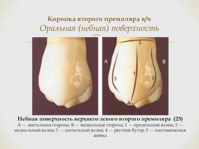 Коронка второго премоляра в/ч Оральная (небная) поверхность Небная поверхность верхнего левого