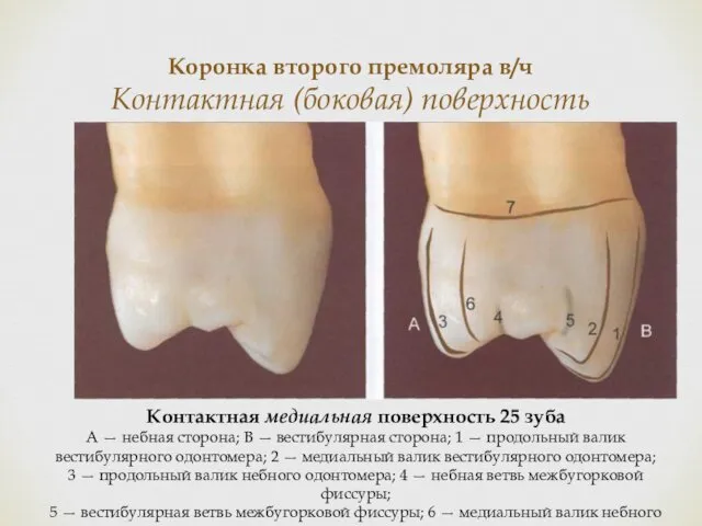 Коронка второго премоляра в/ч Контактная (боковая) поверхность Контактная медиальная поверхность 25