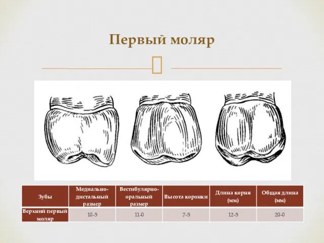 Первый моляр