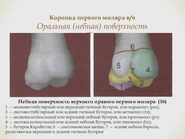 Коронка первого моляра в/ч Оральная (небная) поверхность Небная поверхность верхнего правого