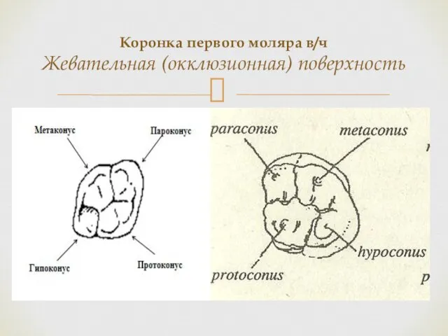 Коронка первого моляра в/ч Жевательная (окклюзионная) поверхность