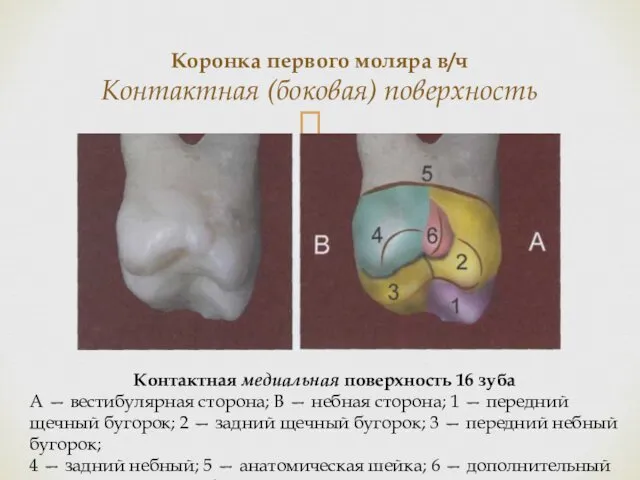 Коронка первого моляра в/ч Контактная (боковая) поверхность Контактная медиальная поверхность 16