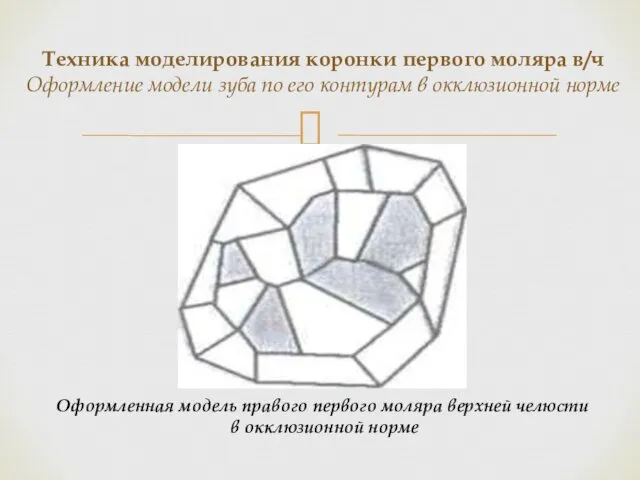 Техника моделирования коронки первого моляра в/ч Оформление модели зуба по его