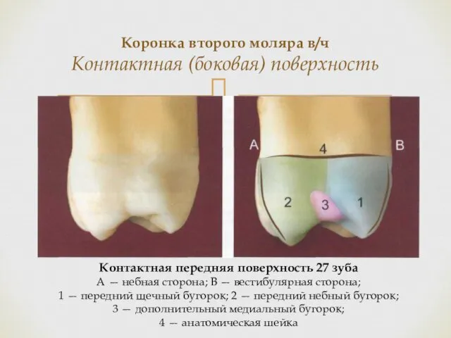 Коронка второго моляра в/ч Контактная (боковая) поверхность Контактная передняя поверхность 27