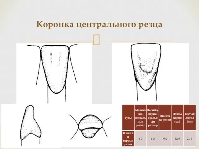 Коронка центрального резца