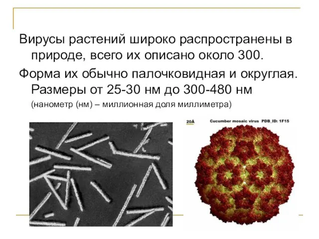 Вирусы растений широко распространены в природе, всего их описано около 300.