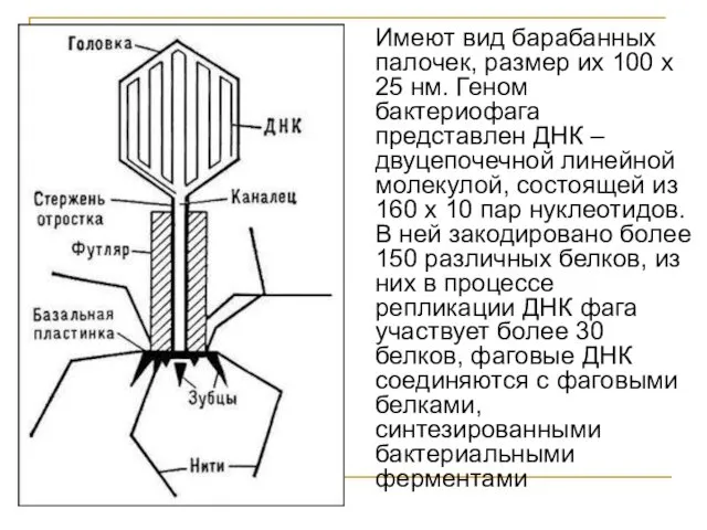 Имеют вид барабанных палочек, размер их 100 х 25 нм. Геном