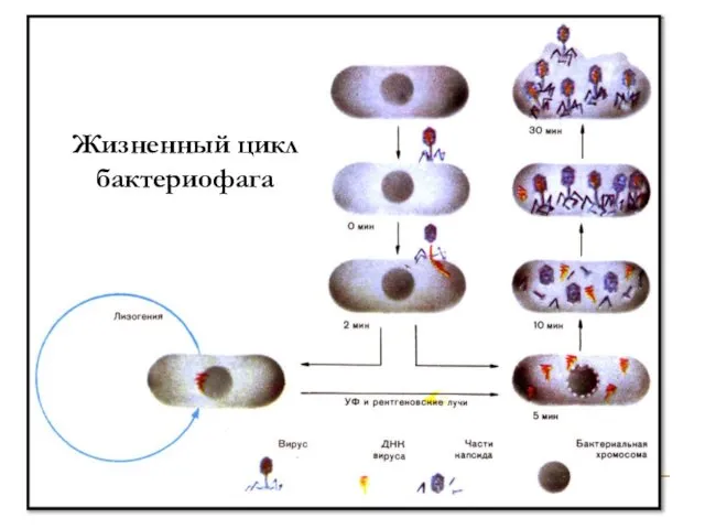 Жизненный цикл бактериофага Жизненный цикл бактериофага