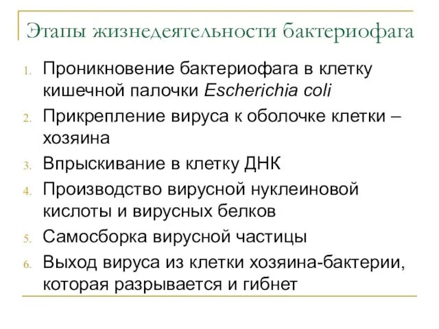 Этапы жизнедеятельности бактериофага Проникновение бактериофага в клетку кишечной палочки Escherichia coli