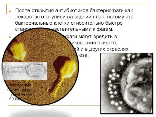 После открытия антибиотиков бактериофаги как лекарство отступили на задний план, потому