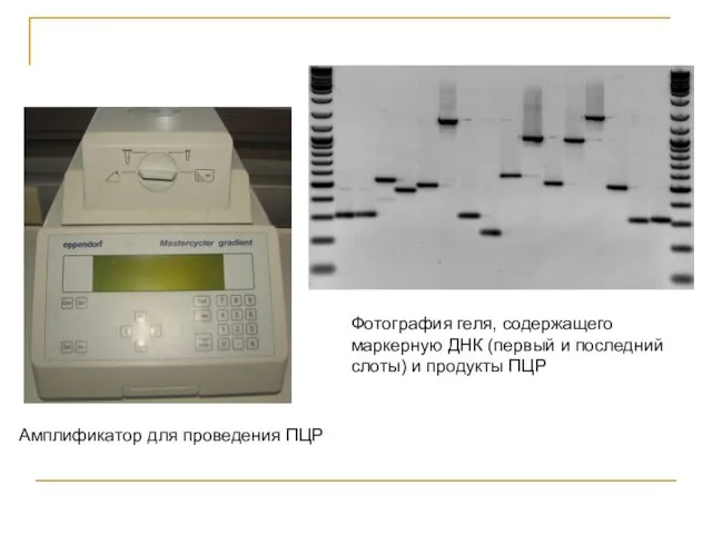 Амплификатор для проведения ПЦР Фотография геля, содержащего маркерную ДНК (первый и последний слоты) и продукты ПЦР