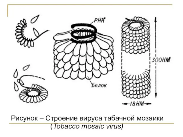 Рисунок – Строение вируса табачной мозаики (Tobacco mosaic virus)