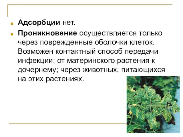 Адсорбции нет. Проникновение осуществляется только через поврежденные оболочки клеток. Возможен контактный