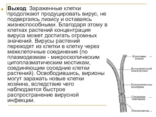 Выход. Зараженные клетки продолжают продуцировать вирус, не подвергаясь лизису и оставаясь