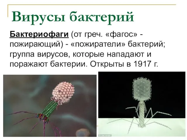 Вирусы бактерий Бактериофаги (от греч. «фагос» - пожирающий) - «пожиратели» бактерий;