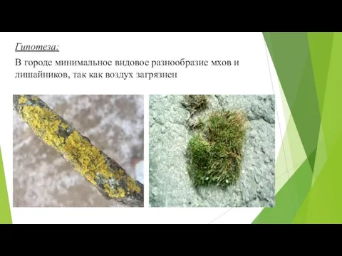 Гипотеза: В городе минимальное видовое разнообразие мхов и лишайников, так как воздух загрязнен