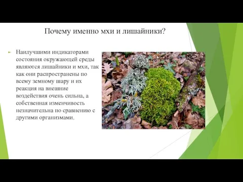 Почему именно мхи и лишайники? Наилучшими индикаторами состояния окружающей среды являются