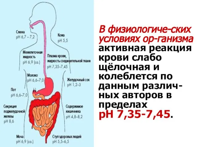 В физиологиче-ских условиях ор-ганизма активная реакция крови слабо щёлочная и колеблется