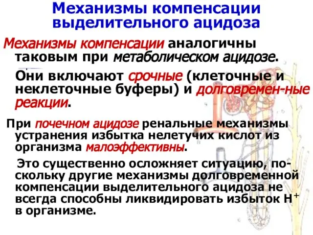 Механизмы компенсации выделительного ацидоза Механизмы компенсации аналогичны таковым при метаболическом ацидозе.