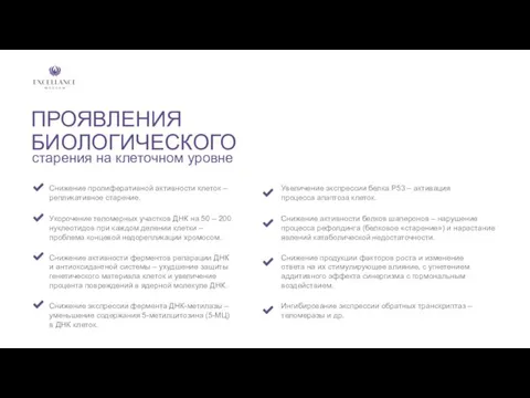 ПРОЯВЛЕНИЯ БИОЛОГИЧЕСКОГО Снижение пролиферативной активности клеток – репликативное старение. старения на