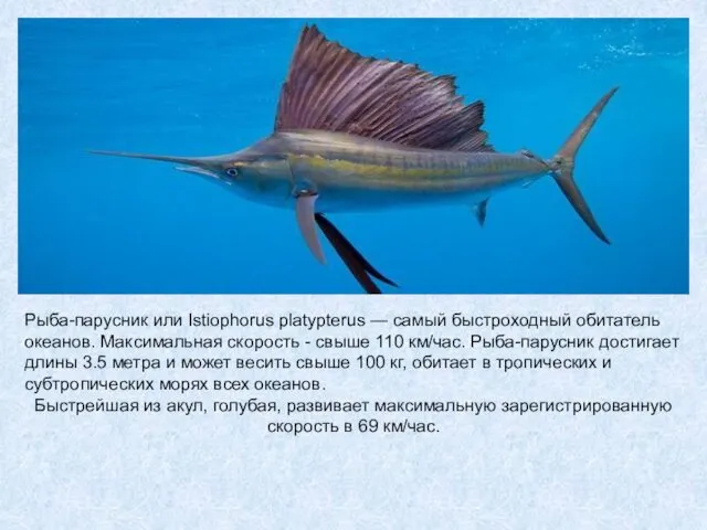 Рыба-парусник или Istiophorus platypterus — самый быстроходный обитатель океанов. Максимальная скорость