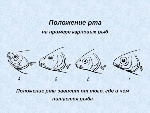 Положение рта на примере карповых рыб Положение рта зависит от того, где и чем питается рыба