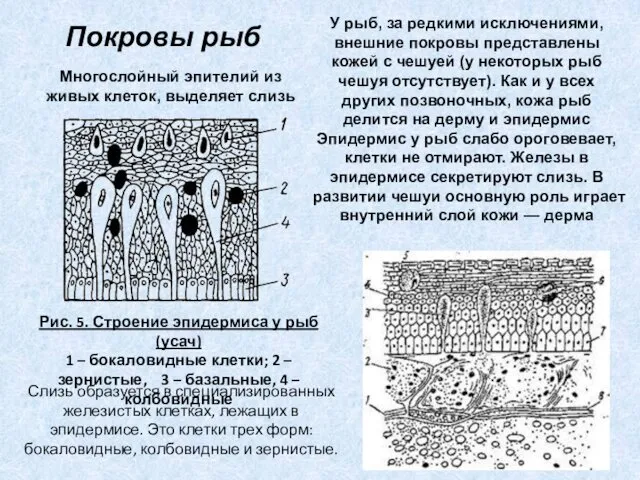 Рис. 5. Строение эпидермиса у рыб (усач) 1 – бокаловидные клетки;