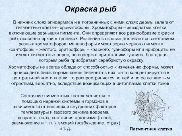 В нижних слоях эпидермиса и в пограничных с ними слоях дермы