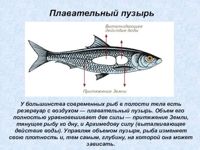 У большинства современных рыб в полости тела есть резервуар с воздухом