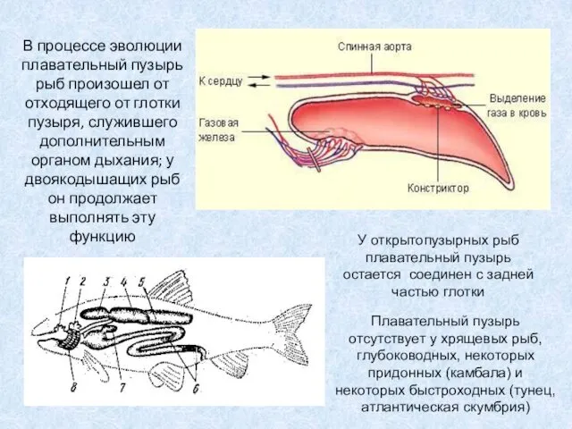 У открытопузырных рыб плавательный пузырь остается соединен с задней частью глотки