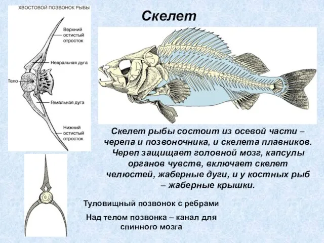 Скелет рыбы состоит из осевой части – черепа и позвоночника, и