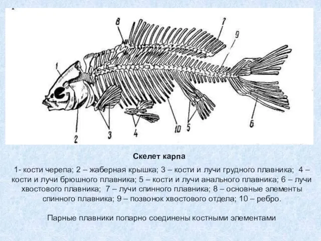 Скелет карпа 1- кости черепа; 2 – жаберная крышка; 3 –